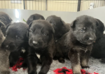 Health tested German Shepherd Puppies for sale in Tiverton, Devon.