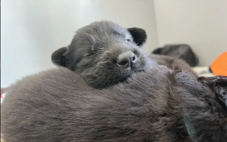 Health tested German Shepherd Puppies for sale in Tiverton, Devon.