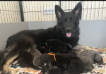 Health tested German Shepherd Puppies for sale in Tiverton, Devon.