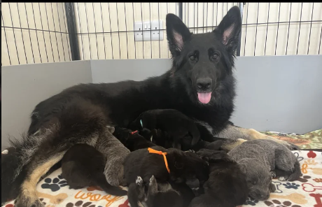 Health tested German Shepherd Puppies for sale in Tiverton, Devon.