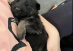 Health tested German Shepherd Puppies for sale in Tiverton, Devon.