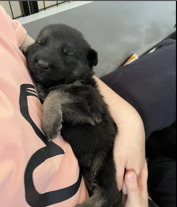 Health tested German Shepherd Puppies for sale in Tiverton, Devon.