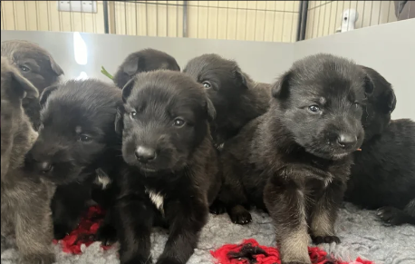 Health tested German Shepherd Puppies for sale in Tiverton, Devon.