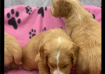 Golden Retriever puppies for sale in Leyburn, North Yorkshire.