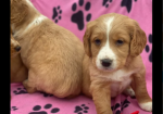 Golden Retriever puppies for sale in Leyburn, North Yorkshire.