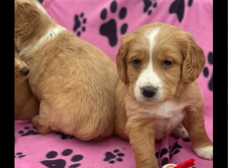 Golden-Retriever-puppies-for-sale-in-Leyburn-North-Yorkshire.-2