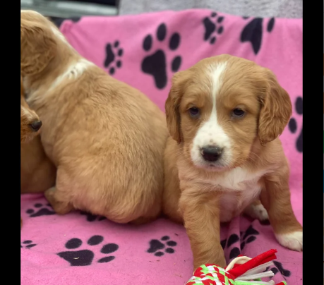 Golden-Retriever-puppies-for-sale-in-Leyburn-North-Yorkshire.-2