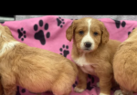 Golden Retriever puppies for sale in Leyburn, North Yorkshire.