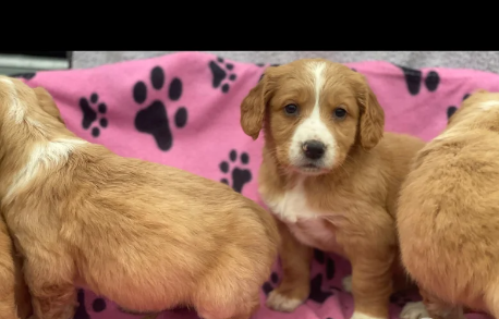 Golden Retriever puppies for sale in Leyburn, North Yorkshire.