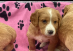 Golden Retriever puppies for sale in Leyburn, North Yorkshire.