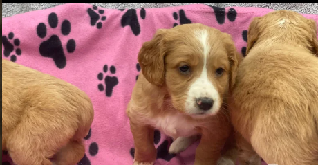 Golden Retriever puppies for sale in Leyburn, North Yorkshire.