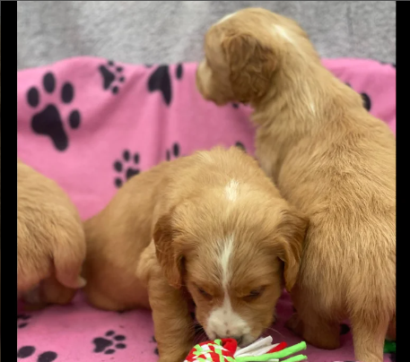 Golden Retriever puppies for sale in Leyburn, North Yorkshire.