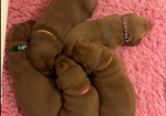 fully health tested Labrador Retriever puppies for sale in Southam, Warwickshire.