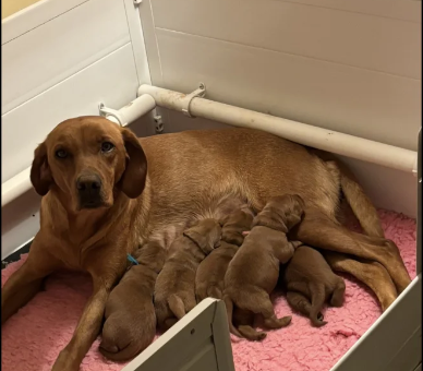 fully-health-tested-Labrador-Retriever-puppies-for-sale-in-Southam-Warwickshire.-2