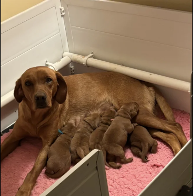 fully-health-tested-Labrador-Retriever-puppies-for-sale-in-Southam-Warwickshire.-2