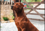 fully health tested Labrador Retriever puppies for sale in Southam, Warwickshire.