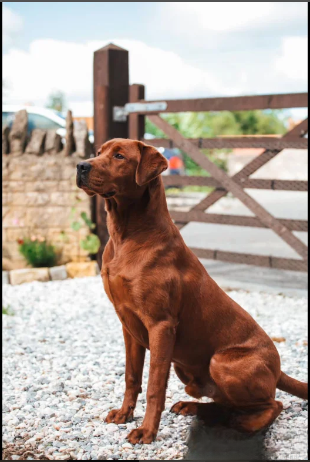 fully health tested Labrador Retriever puppies for sale in Southam, Warwickshire.