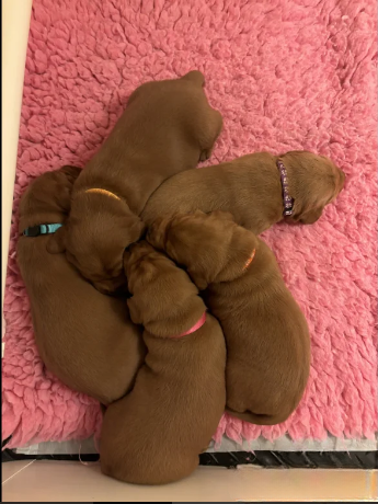 fully health tested Labrador Retriever puppies for sale in Southam, Warwickshire.