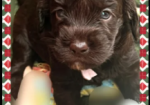 Beautiful Australian Labradoodle Puppies for sale in Stockport, Greater Manchester.