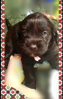 Beautiful-Australian-Labradoodle-Puppies-for-sale-in-Stockport-Greater-Manchester.-2