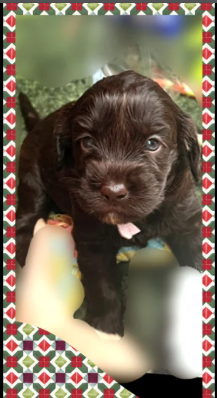 Beautiful Australian Labradoodle Puppies for sale in Stockport, Greater Manchester.