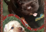 Beautiful Australian Labradoodle Puppies for sale in Stockport, Greater Manchester.