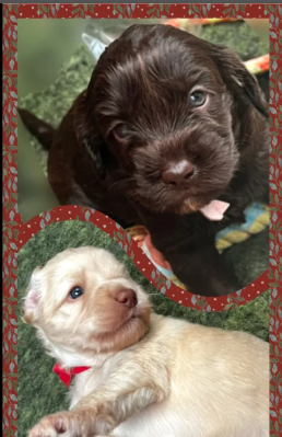 Beautiful Australian Labradoodle Puppies for sale in Stockport, Greater Manchester.