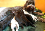 Beautiful Australian Labradoodle Puppies for sale in Stockport, Greater Manchester.