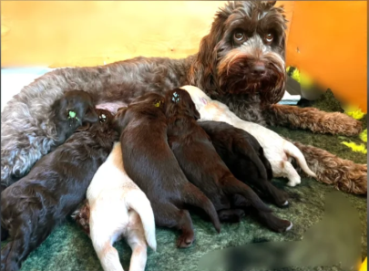 Beautiful Australian Labradoodle Puppies for sale in Stockport, Greater Manchester.