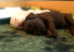 Beautiful Australian Labradoodle Puppies for sale in Stockport, Greater Manchester.