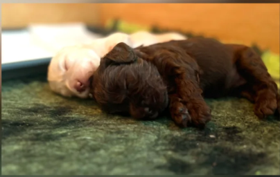 Beautiful Australian Labradoodle Puppies for sale in Stockport, Greater Manchester.