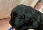 Black Goldador Puppies for Sale in Pilling, Lancashire.