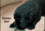 Black Goldador Puppies for Sale in Pilling, Lancashire.