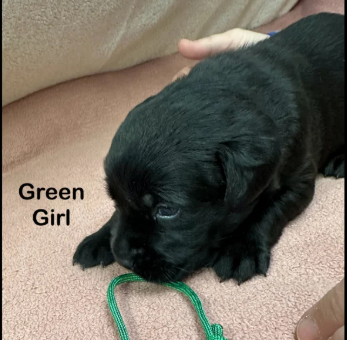 Black-Goldador-Puppies-for-sale-in-Pilling-Lancashire.-2