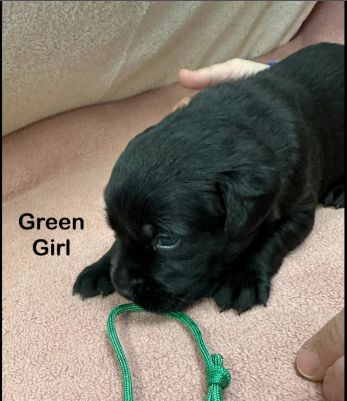 Black Goldador Puppies for Sale in Pilling, Lancashire.