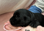 Black Goldador Puppies for Sale in Pilling, Lancashire.