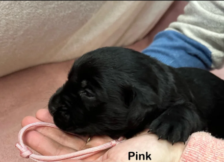 Black Goldador Puppies for Sale in Pilling, Lancashire.