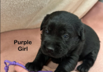 Black Goldador Puppies for Sale in Pilling, Lancashire.