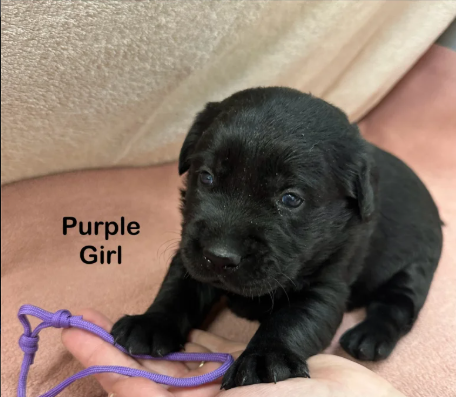 Black Goldador Puppies for Sale in Pilling, Lancashire.