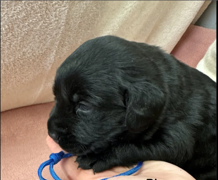 Black Goldador Puppies for Sale in Pilling, Lancashire.