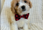 Cavapoo puppies for sale in Pendeford, West Midlands.