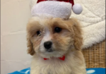 Cavapoo puppies for sale in Pendeford, West Midlands.