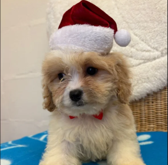 Cavapoo-puppies-for-sale-in-Pendeford-West-Midlands.-2