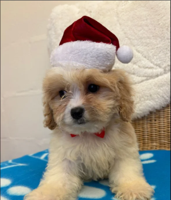 Cavapoo puppies for sale in Pendeford, West Midlands.