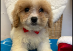 Cavapoo puppies for sale in Pendeford, West Midlands.