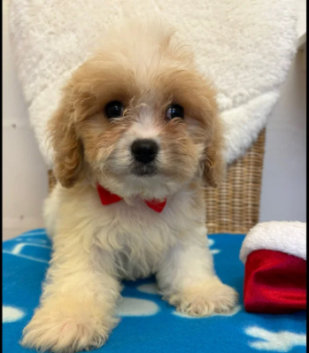 Cavapoo puppies for sale in Pendeford, West Midlands.