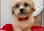 Cavapoo puppies for sale in Pendeford, West Midlands.