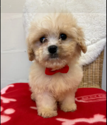 Cavapoo puppies for sale in Pendeford, West Midlands.