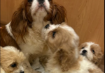 Cavapoo puppies for sale in Pendeford, West Midlands.