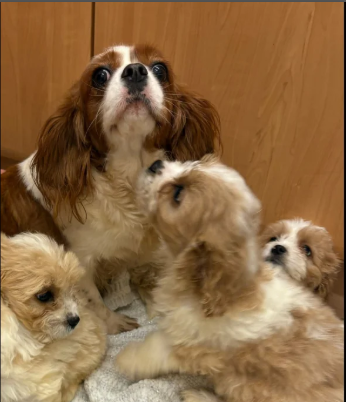 Cavapoo puppies for sale in Pendeford, West Midlands.